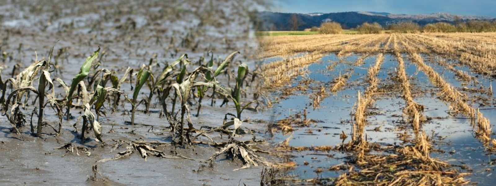 ආපදාවෙන් ක්ෂේත්‍ර බෝග බිම් හෙක්ටයාර 21,000ට හානි